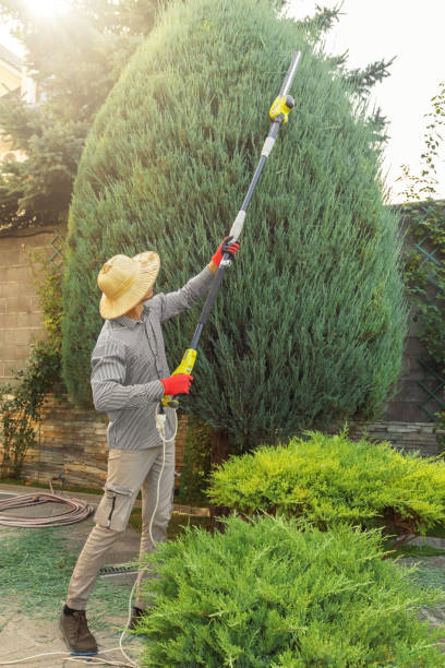 Best Fruit Tree Pruning  in Mount Vernon, VA